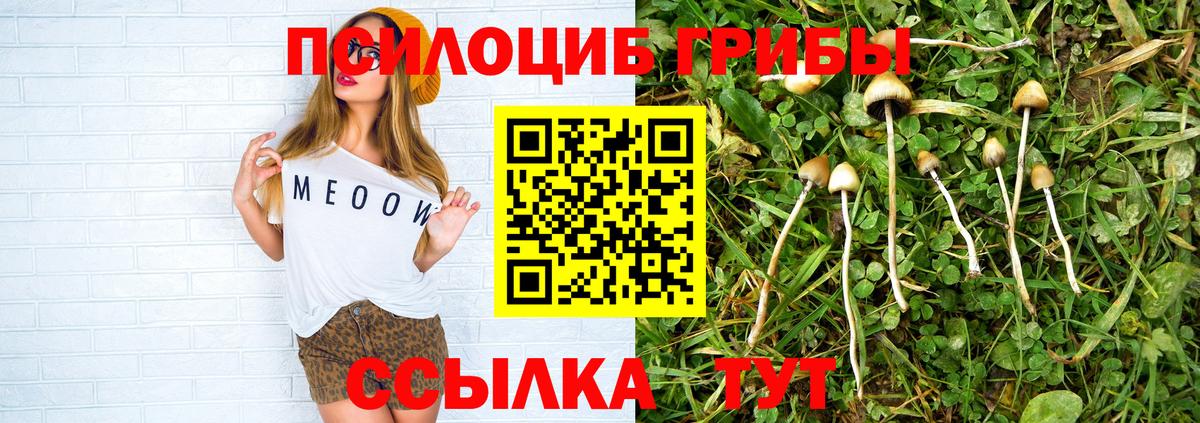 Галлюциногенные грибы Psilocybe Отрадный