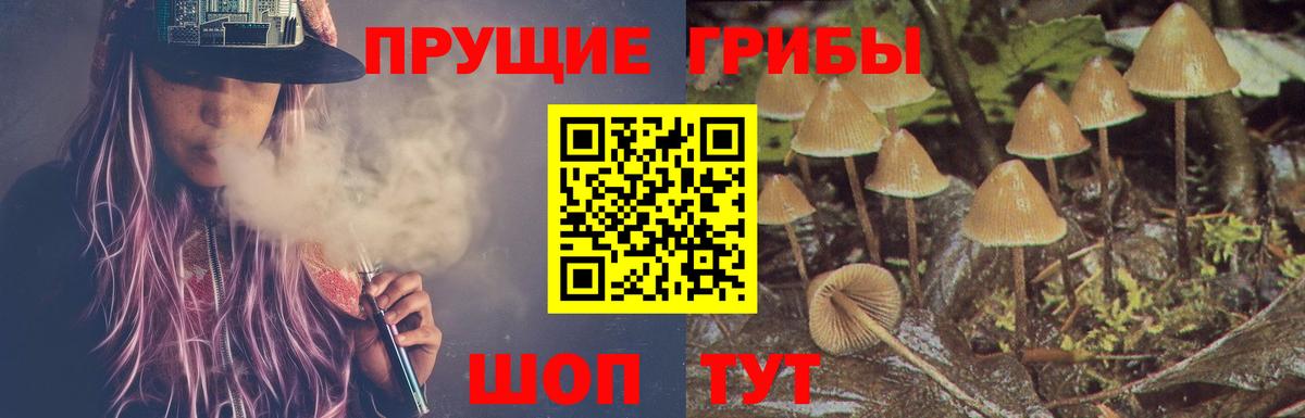 Галлюциногенные грибы прущие грибы  Вход с VPN  Отрадный  Псилоцибиновые грибы Psilocybe 